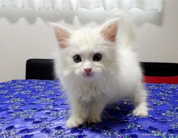 ID：1812-00116の子猫