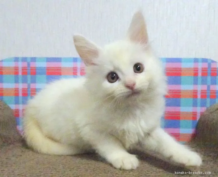 ID:1910-00799の子猫