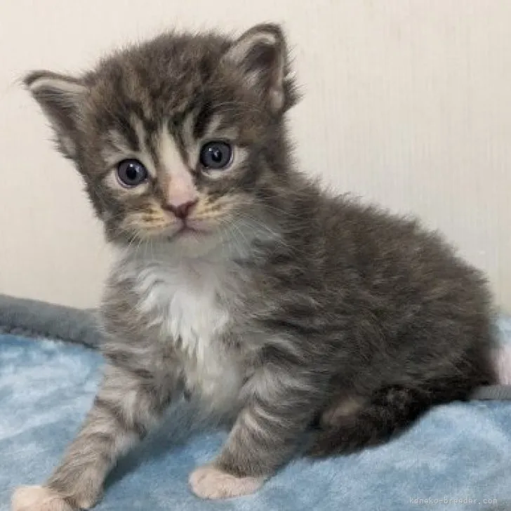 ID：2309-02190の子猫