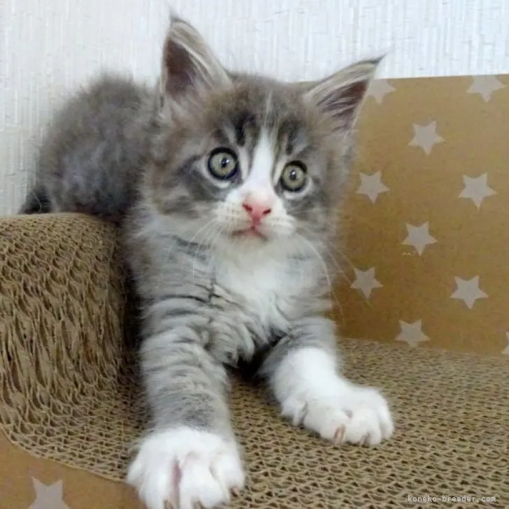 ID：2308-02380の子猫