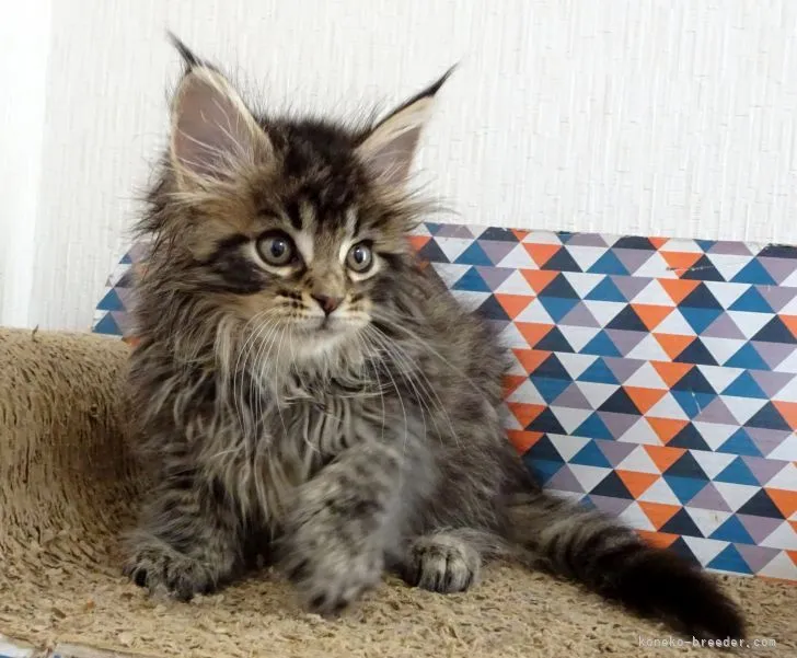 ID：2110-01497の子猫