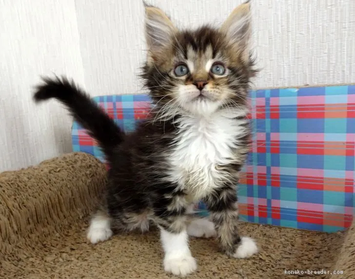 ID：2009-00766の子猫