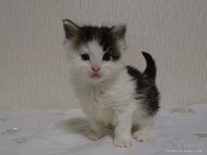 ID:1805-00558の子猫