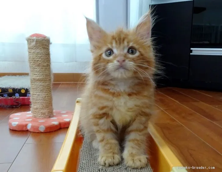 ID:1905-02182の子猫