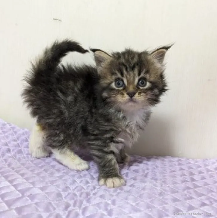 ID:2310-00601の子猫