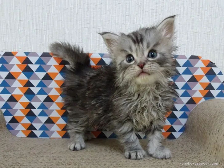 ID：1902-00744の子猫