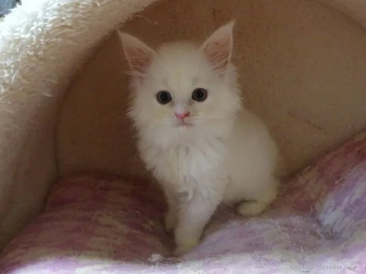 ID:1809-01110の子猫
