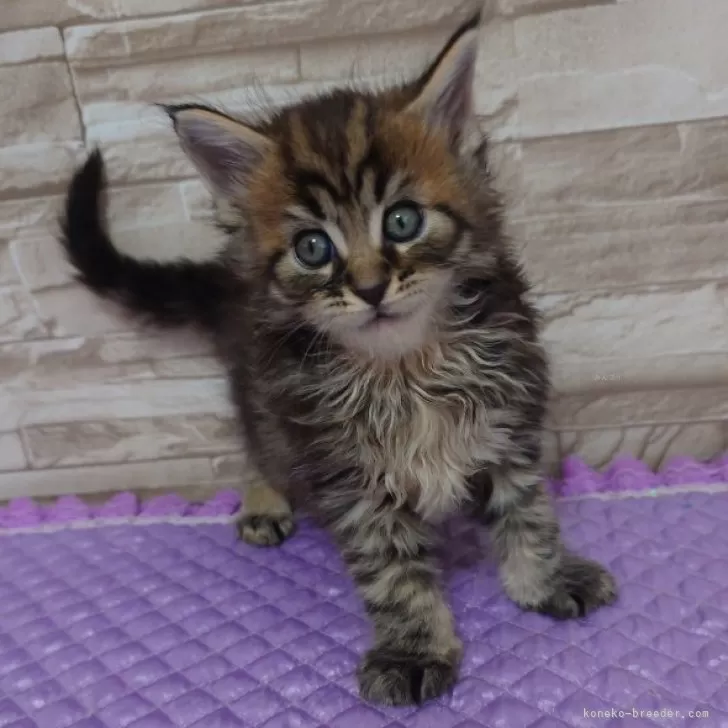 ID：2408-00903の子猫