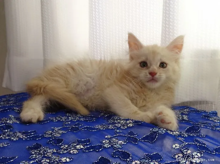 deltanu725 様のお迎えした子猫