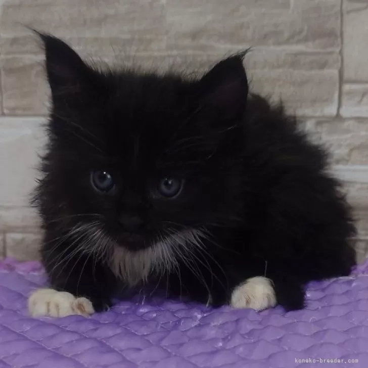 ID：2407-02000の子猫