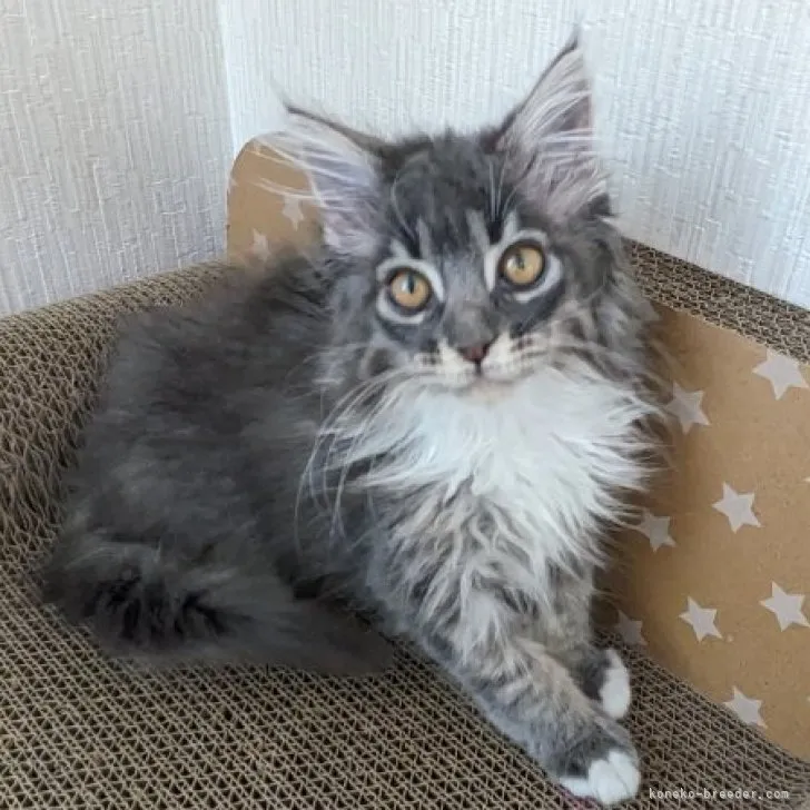 ID:2310-00444の子猫