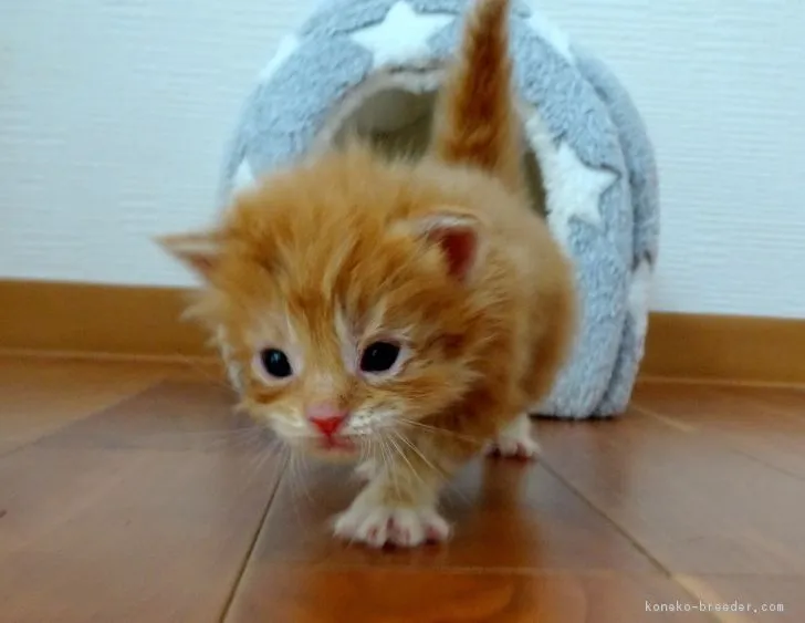 ID:1811-00588の子猫