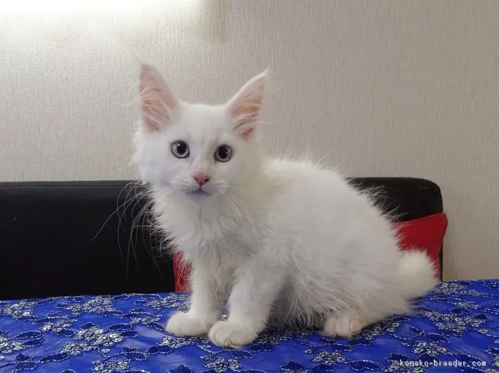 ID：1807-01485の子猫