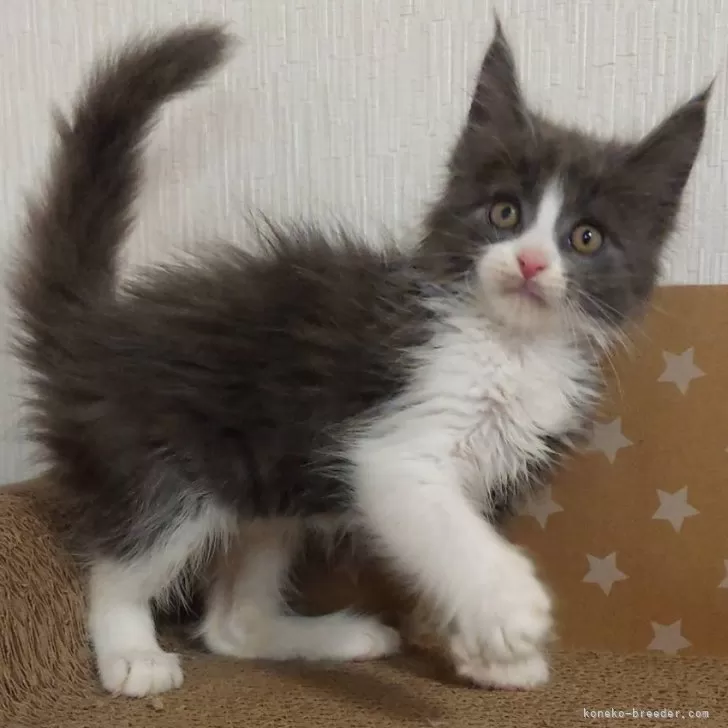 ID:2405-02296の子猫