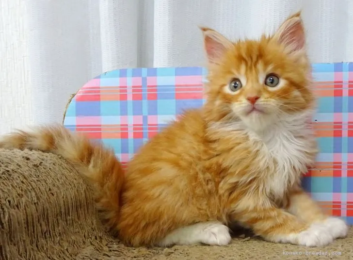 ID:2004-01641の子猫