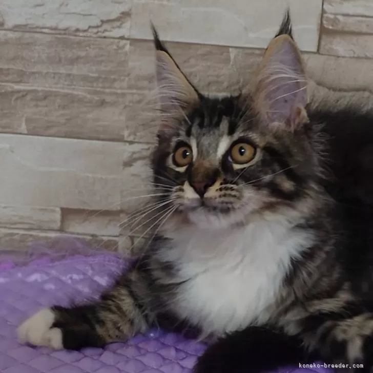 ID：2407-02451の子猫