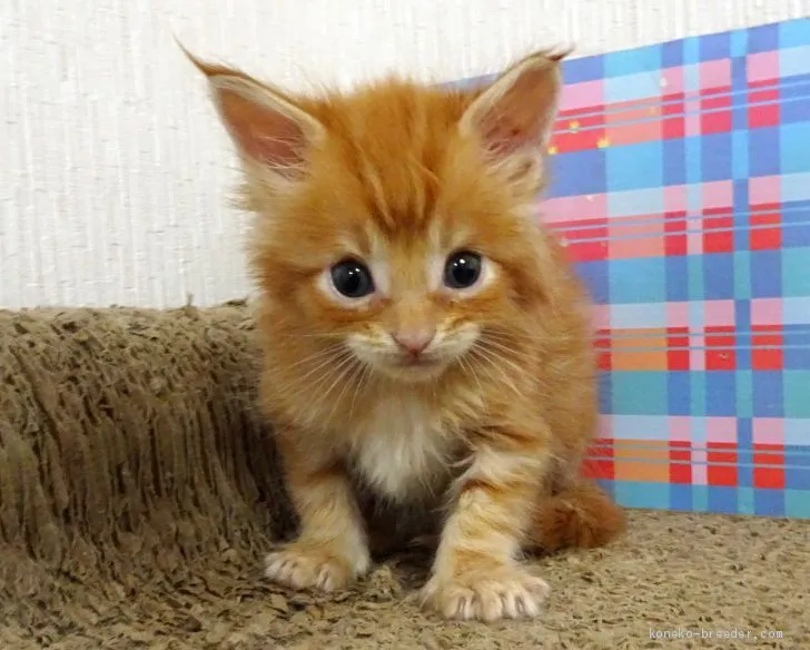 ID:2008-00595の子猫