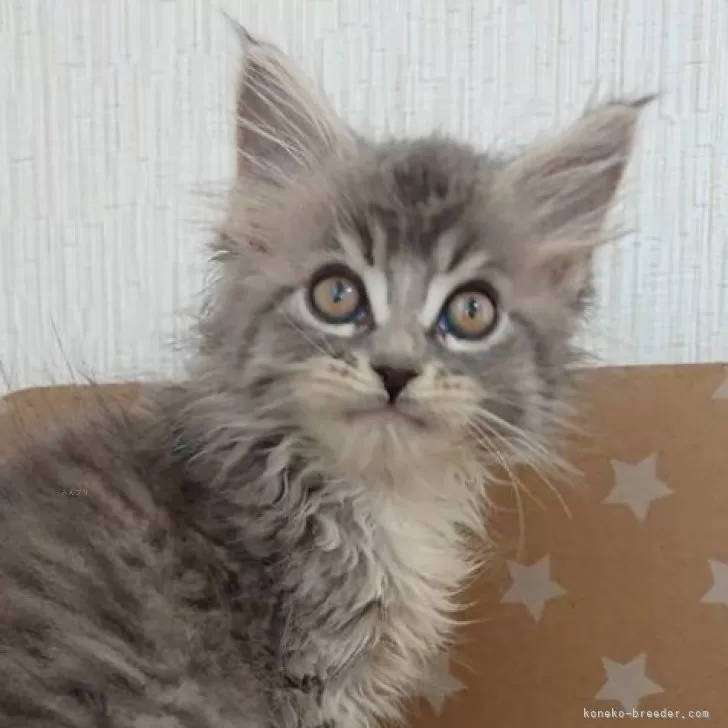 ID:2406-01747の子猫