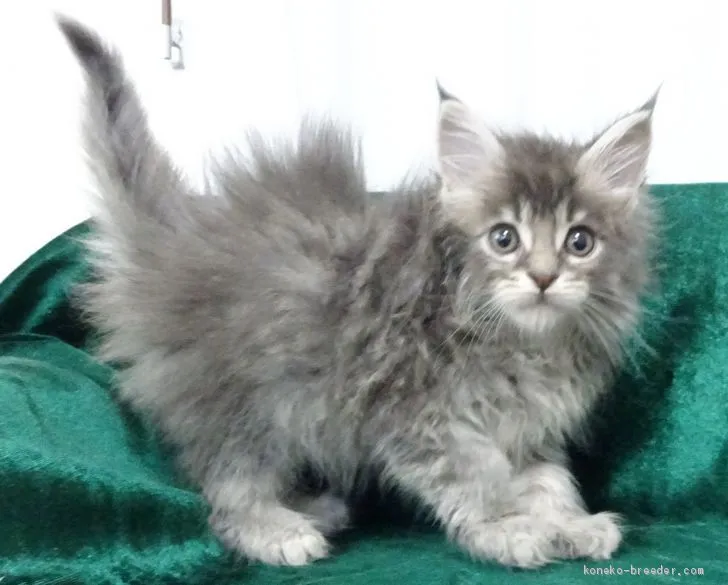 ID:2004-02273の子猫