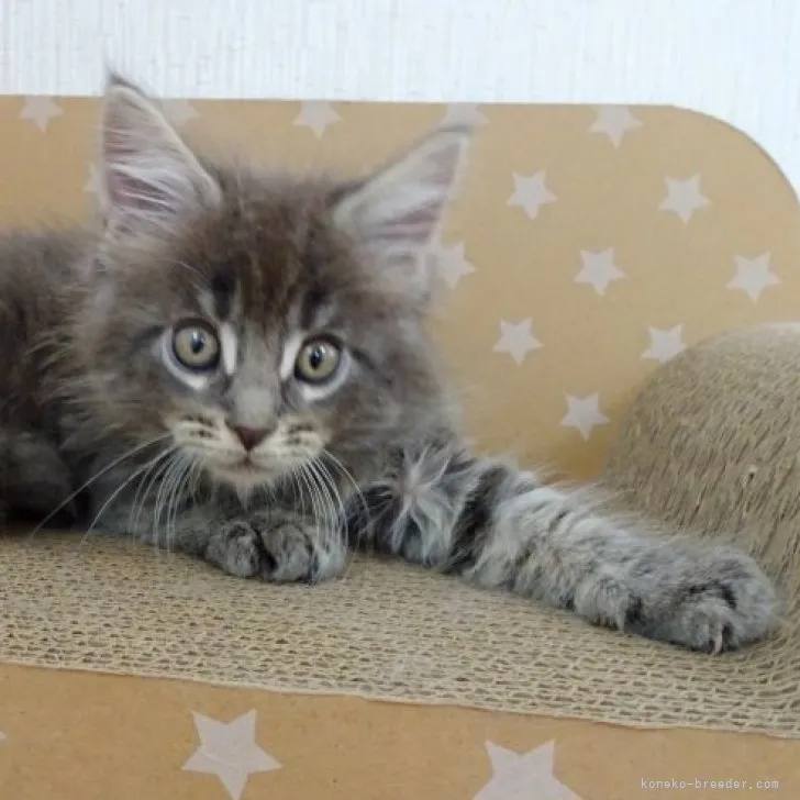 ID：2305-03670の子猫