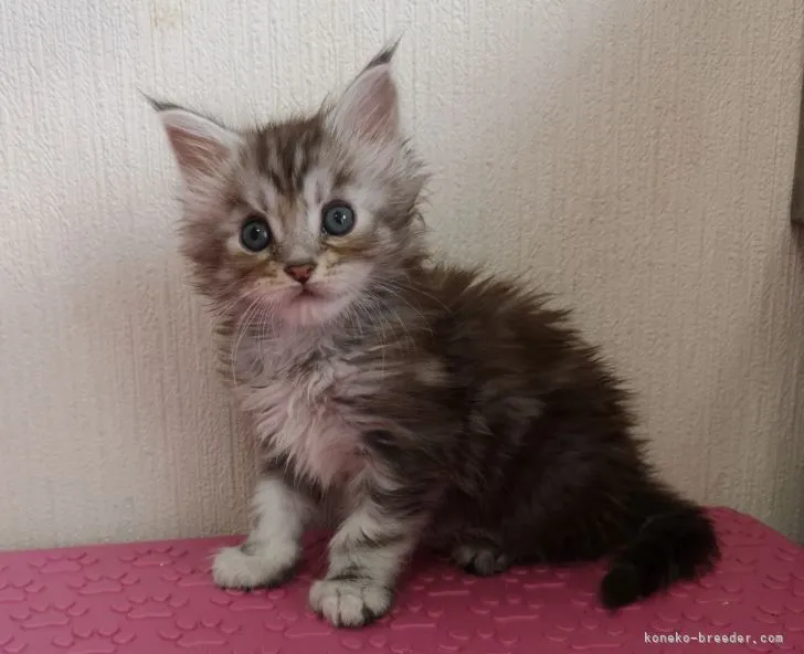 ID:2106-02337の子猫