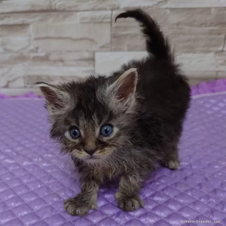 ID：2409-00950の子猫