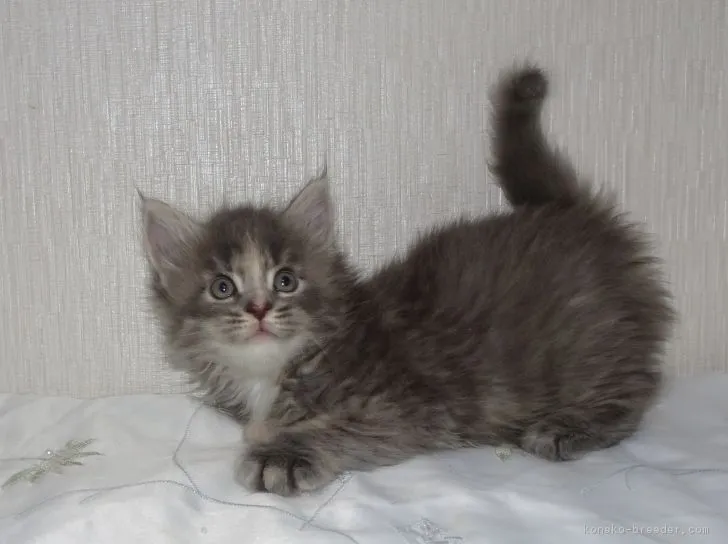 ID:1805-01085の子猫