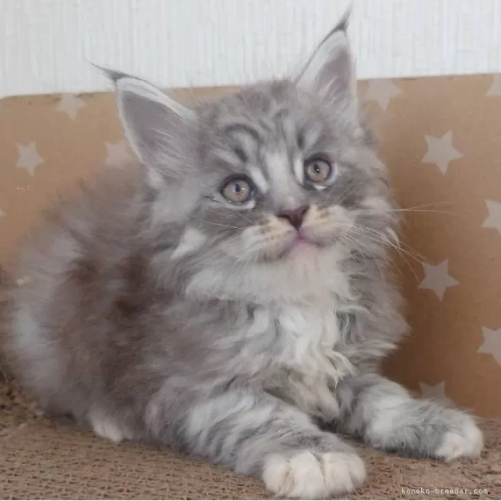 ID：2410-02178の子猫