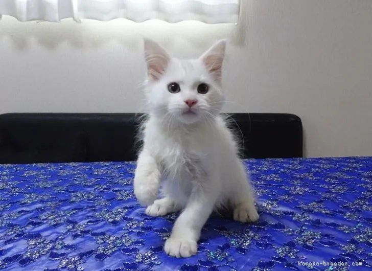ID:1808-01529の子猫