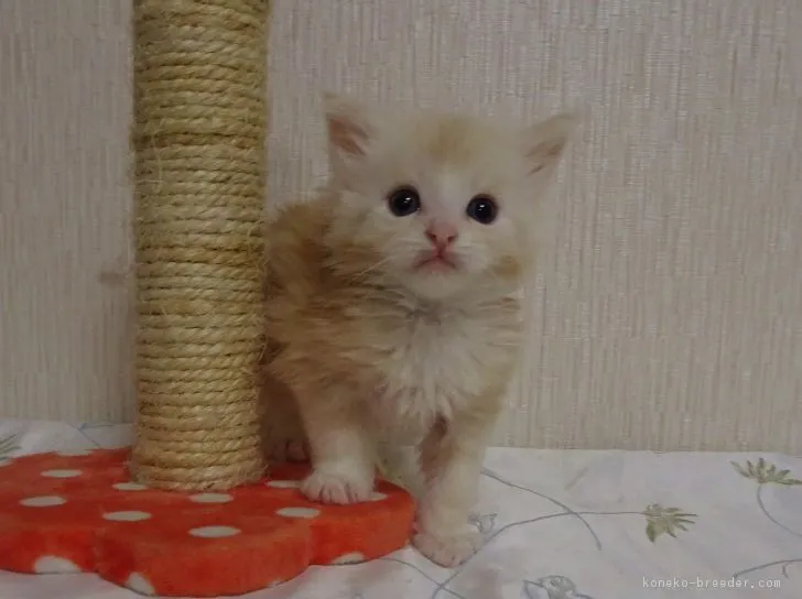 ID:1804-00841の子猫