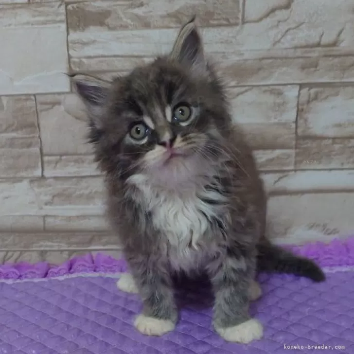 ID：2410-02188の子猫