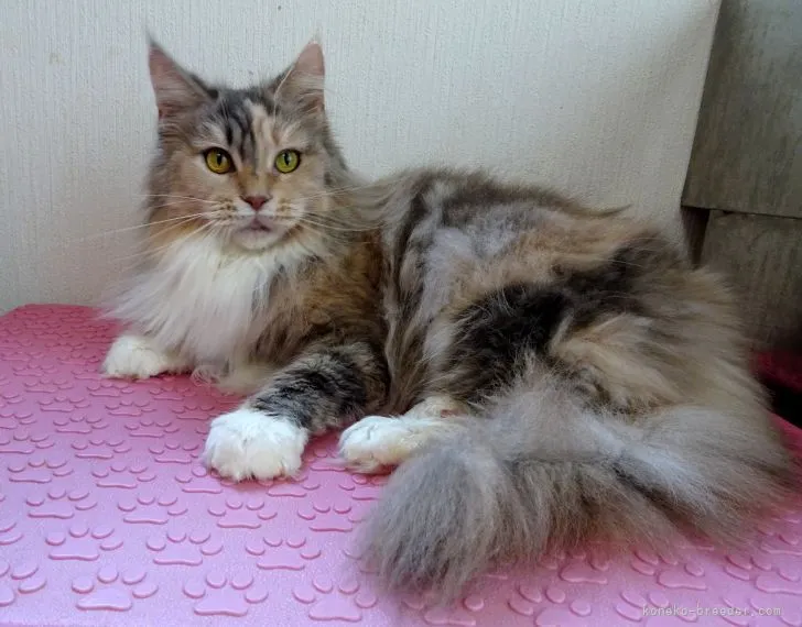 ID：2111-00672の子猫