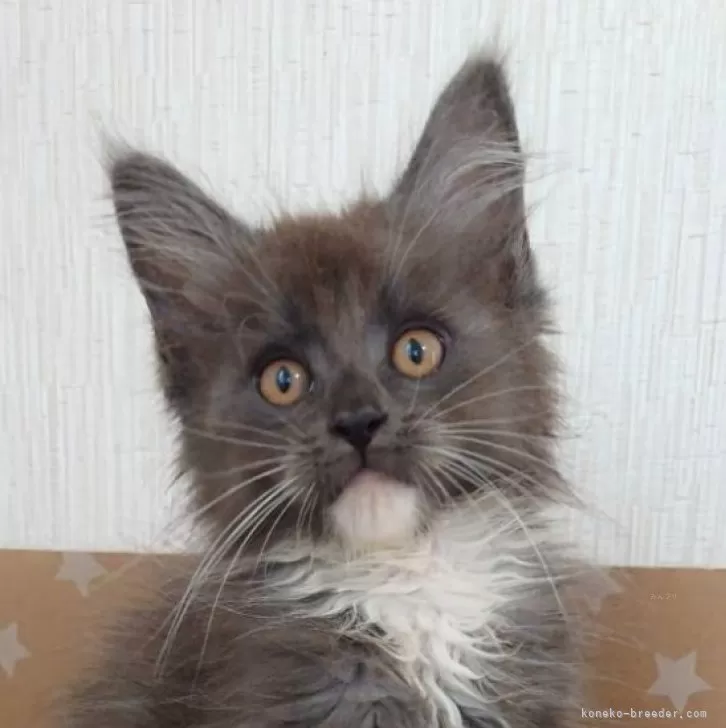 ID：2405-02893の子猫