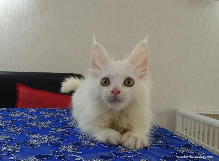 ID：1811-01133の子猫