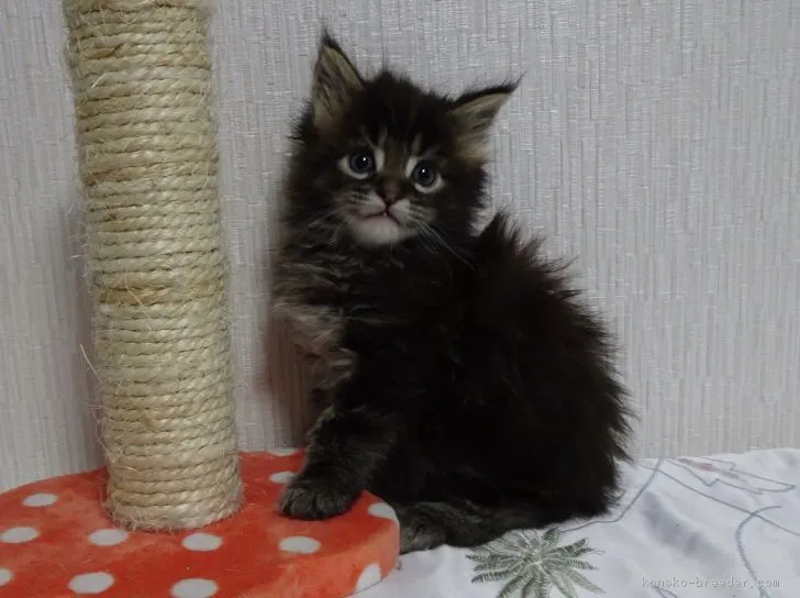 ID：1804-00992の子猫