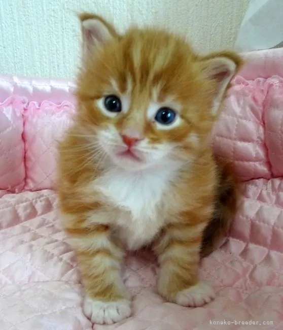 ID：2105-00417の子猫