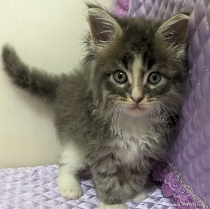 ID：2309-02200の子猫