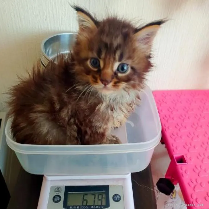 ID：2208-01583の子猫