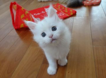 メインクーン【大阪府・男の子・2018年6月6日・ホワイトソリッド（ふわさらの長毛）】の写真「可愛らしいお顔の男の子✩」