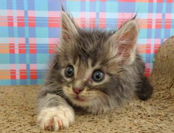 メインクーン【大阪府・女の子・2020年8月5日・ブルータビー&ホワイト（もふもふのロングヘアー）】の写真「人気のブルーです☆」