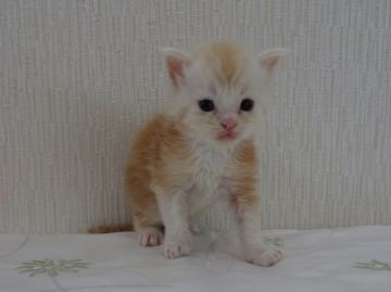 メインクーン【大阪府・男の子・2018年6月15日・カメオタビー（フワフワサラサラの長毛）】の写真「ほわ～んとしたカラーが魅力です✩」