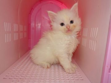 メインクーン【大阪府・男の子・2018年11月11日・ホワイトソリッド（ロングヘア）】の写真「美形くんです。」
