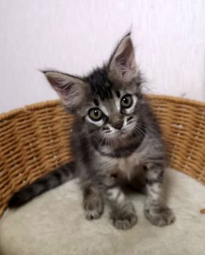 メインクーン【大阪府・女の子・2020年8月5日・ブラウンマッカレルタビー（ロングヘアー）】の写真「お転婆さんです☆彡」