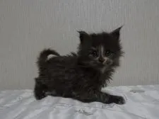 メインクーン【大阪府・女の子・2018年2月18日・ブルートーティ】の写真1