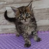 メインクーン【大阪府・男の子・2024年7月1日・ブラウンマッカレルタビー】の写真1