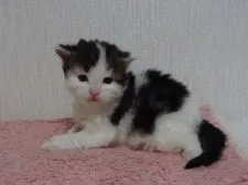 メインクーン【大阪府・男の子・2018年4月14日・ブラウンタビー&ホワイト】の写真1「5/5撮影✩」