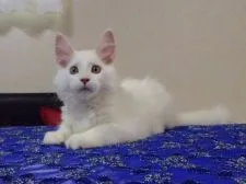 メインクーン【大阪府・男の子・2018年6月30日・ホワイトソリッド】の写真2「美形です✩」