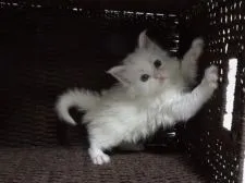 メインクーン【大阪府・男の子・2018年2月18日・ホワイトソリッド (ゴールドアイ)】の写真2