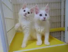 メインクーン【大阪府・男の子・2018年6月30日・ホワイトソリッド】の写真3「右の子です。」