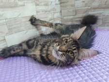 メインクーン【・女の子・2024年3月1日・ブラウンタビー】